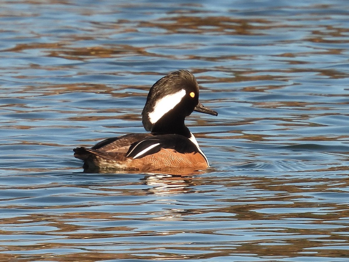 オウギアイサ - ML644002498