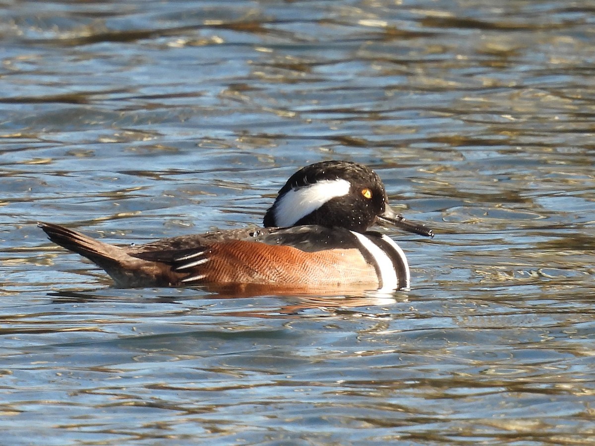 オウギアイサ - ML644002499