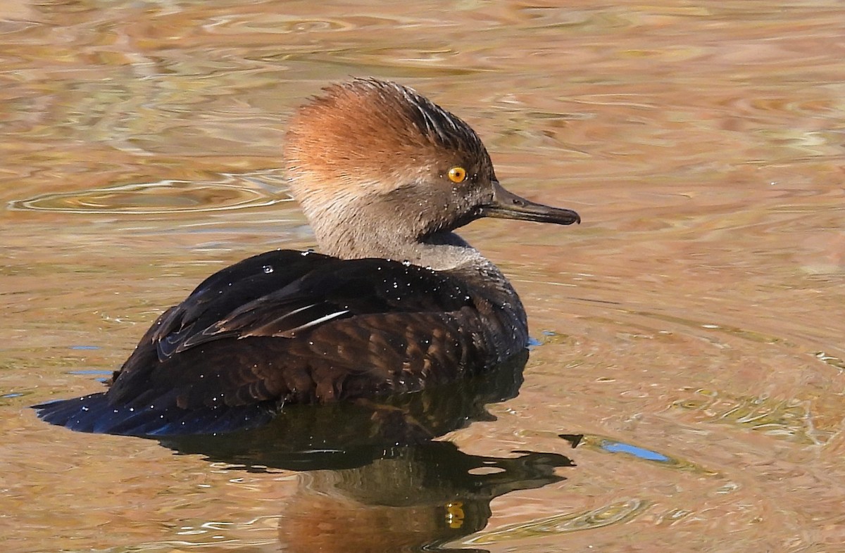 オウギアイサ - ML644002500