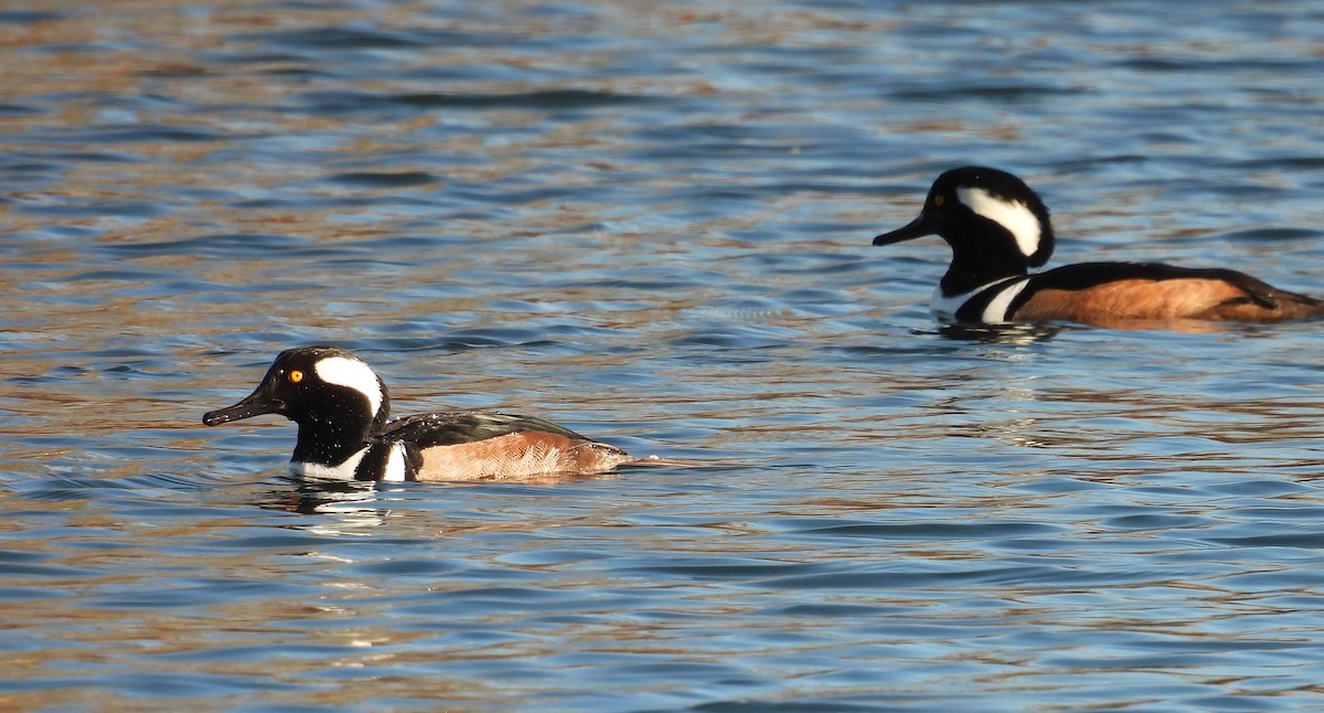 オウギアイサ - ML644002501