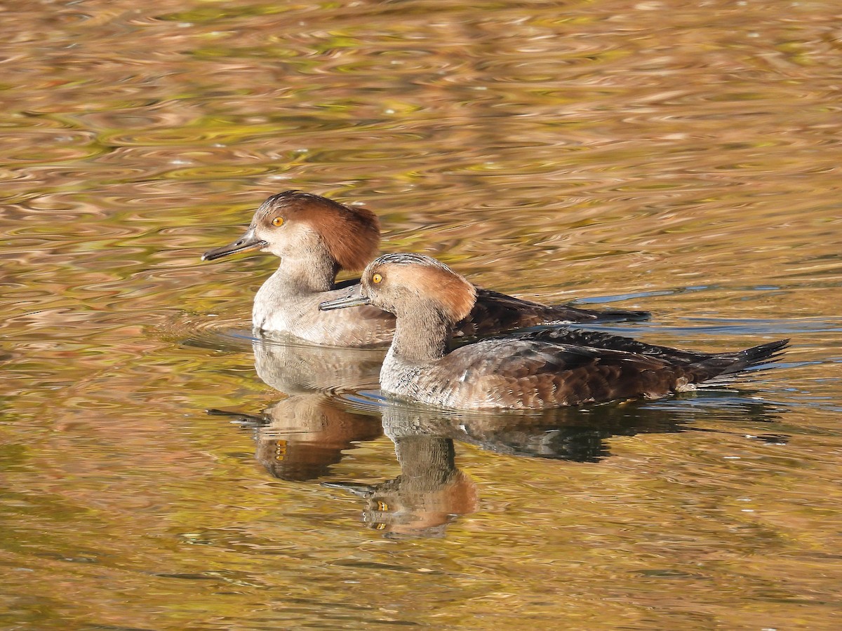 オウギアイサ - ML644002502