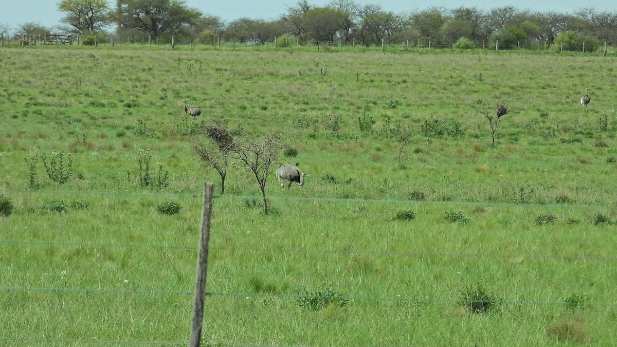 Greater Rhea - ML644002520