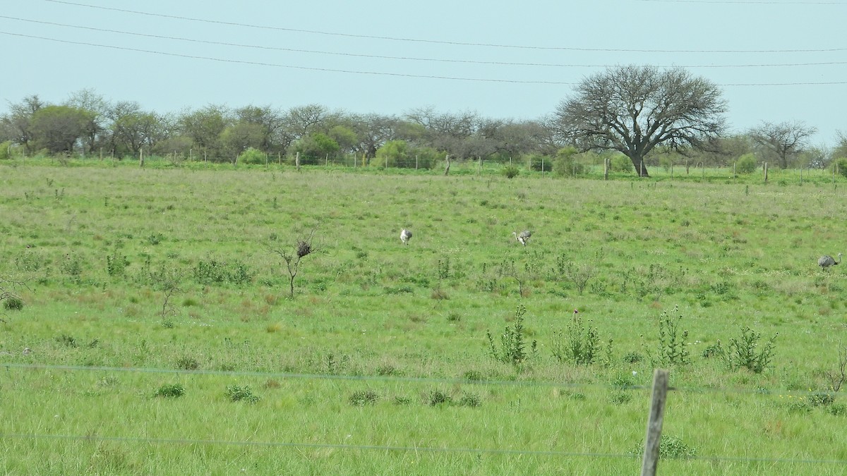 Greater Rhea - ML644002521