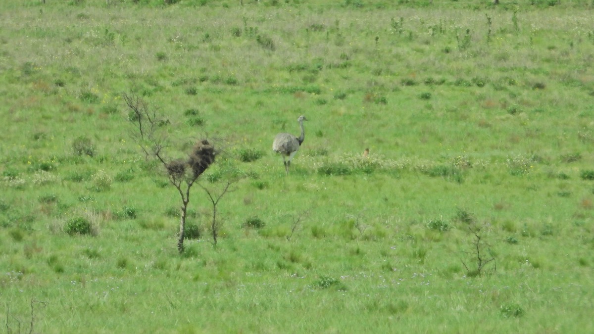Greater Rhea - ML644002522
