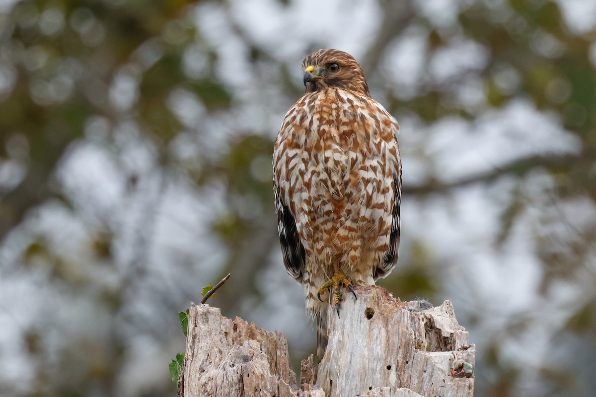 Red-shouldered Hawk - ML644002525