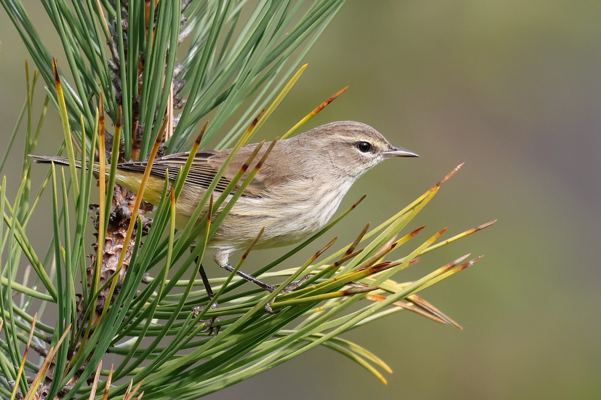 Palm Warbler - ML644002538