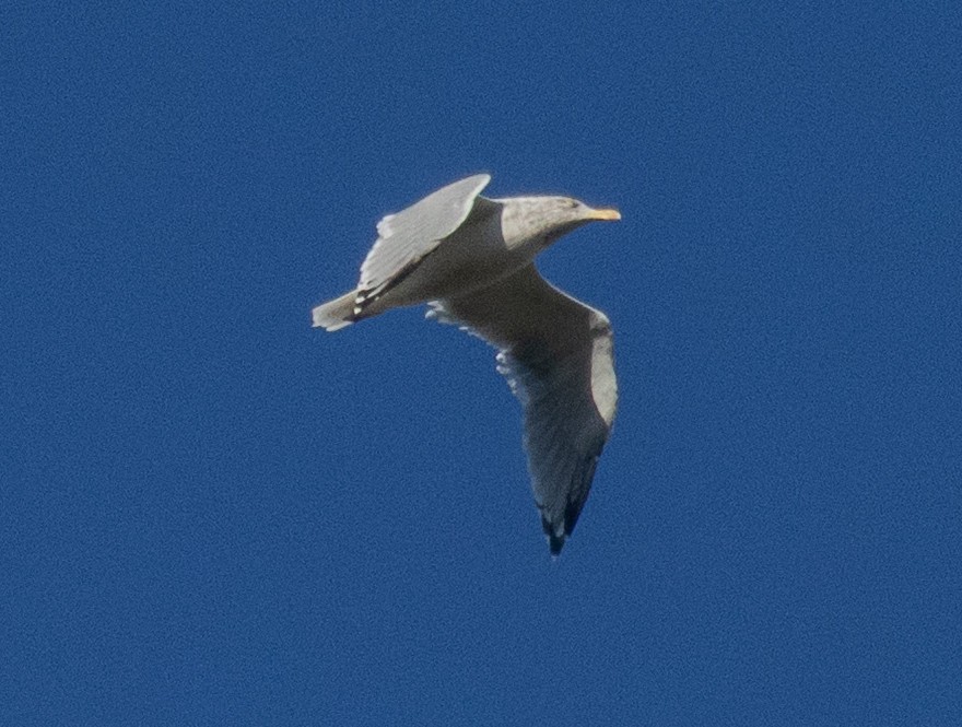 Gaviota Argéntea Americana - ML644002550