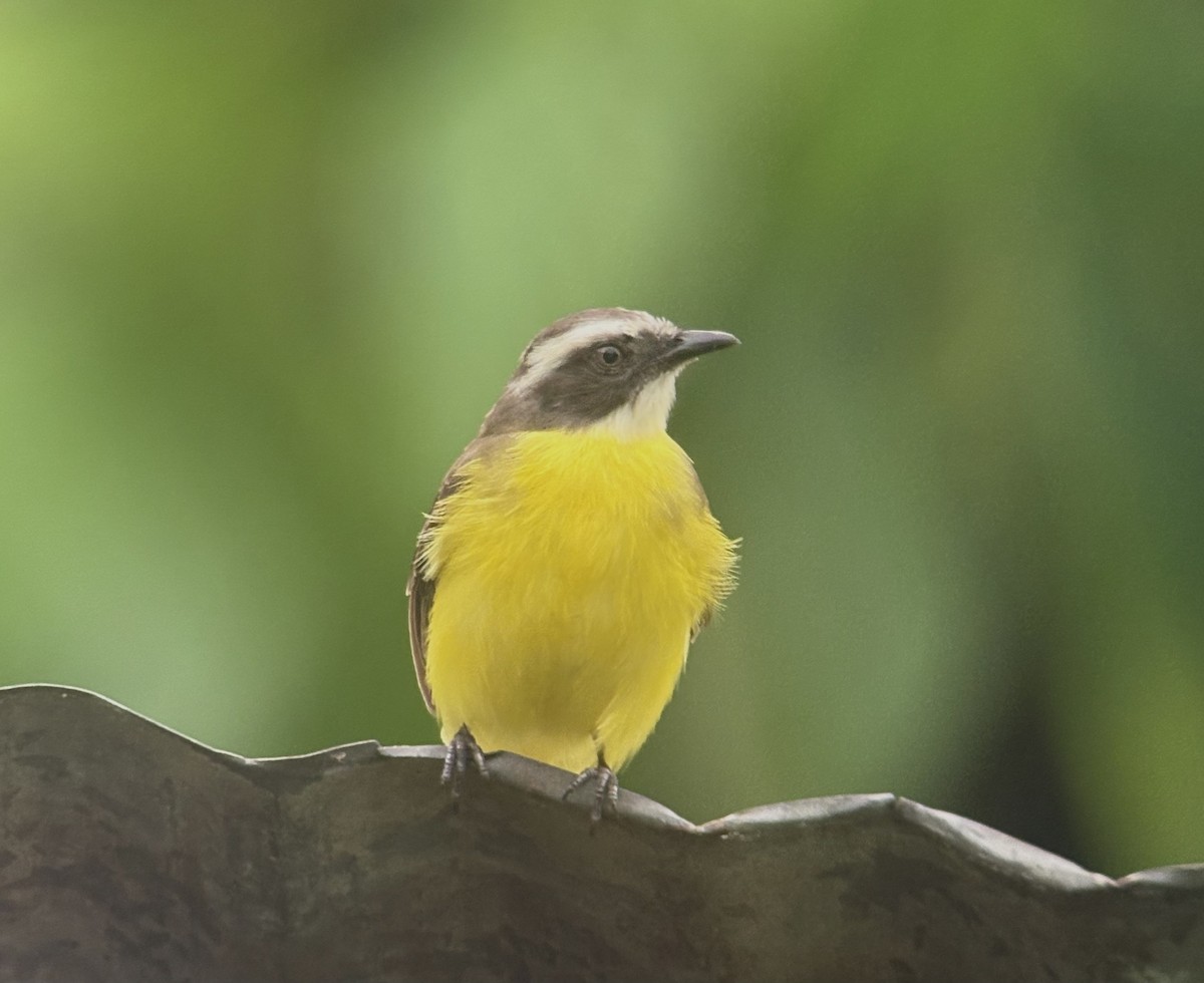 Social Flycatcher (Social) - ML644002603