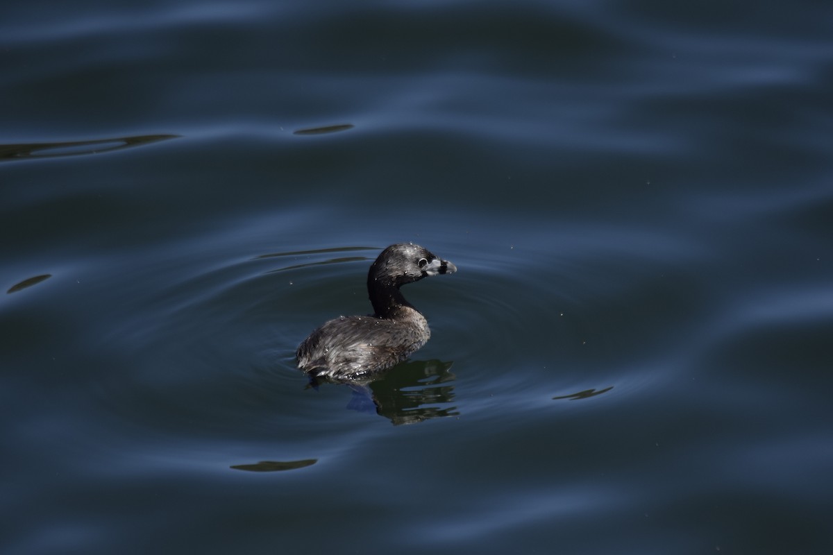 Yellow-billed Teal - ML644002611