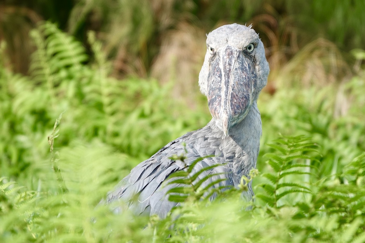 Shoebill - ML644002615