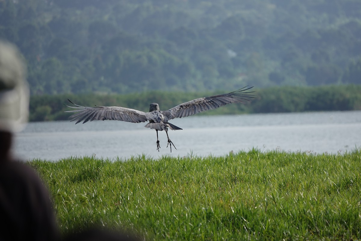 Shoebill - ML644002616