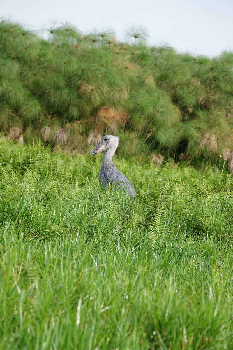 Shoebill - ML644002617