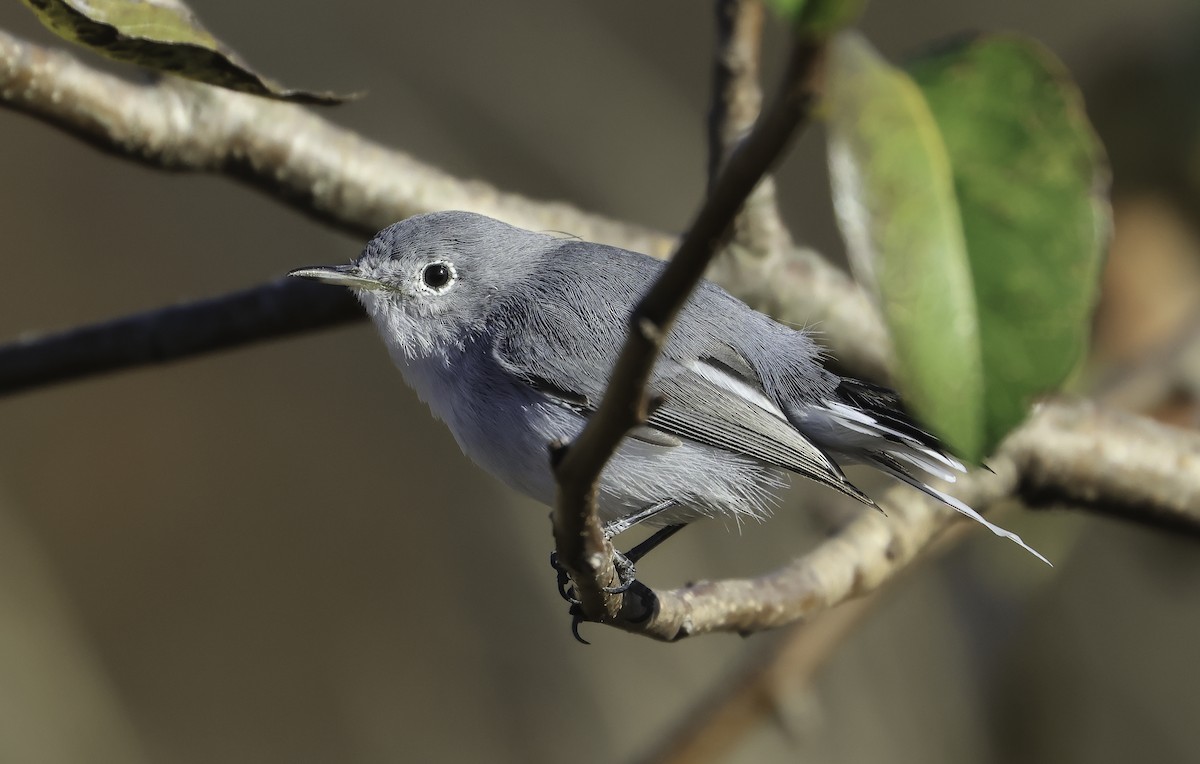 Blue-gray Gnatcatcher - ML644002621