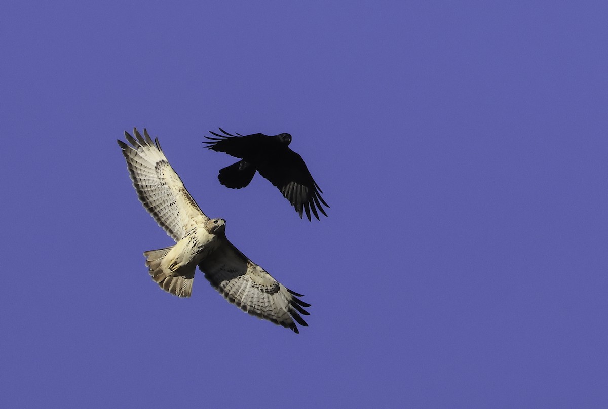 Red-tailed Hawk - ML644002643