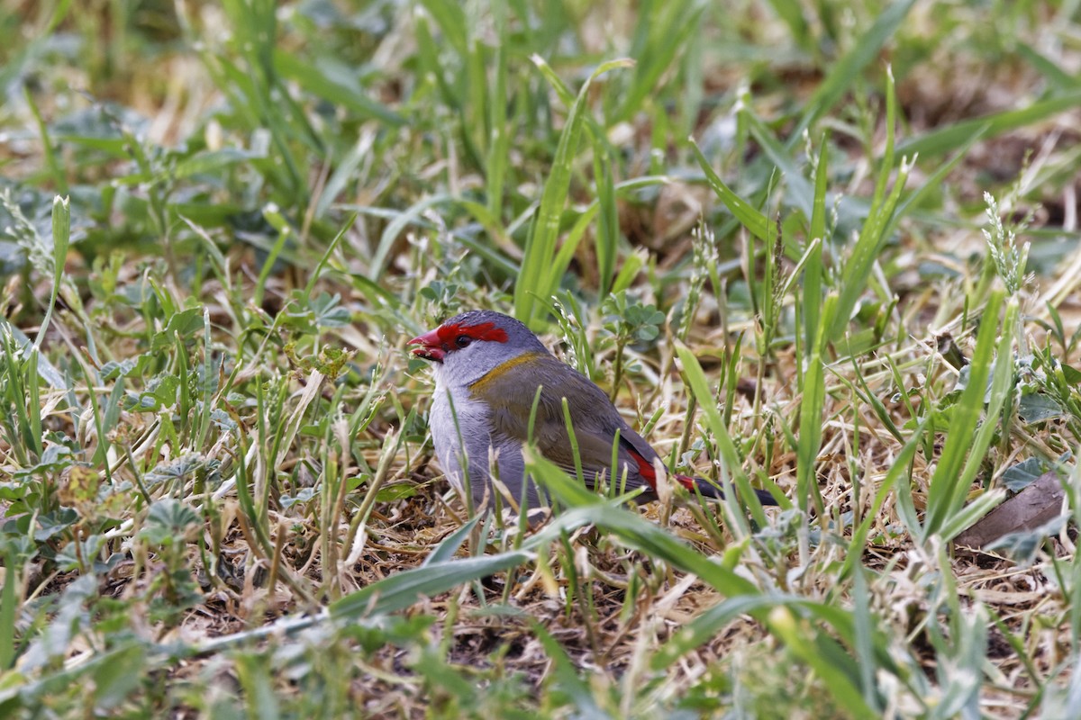 Red-browed Firetail - ML644002645