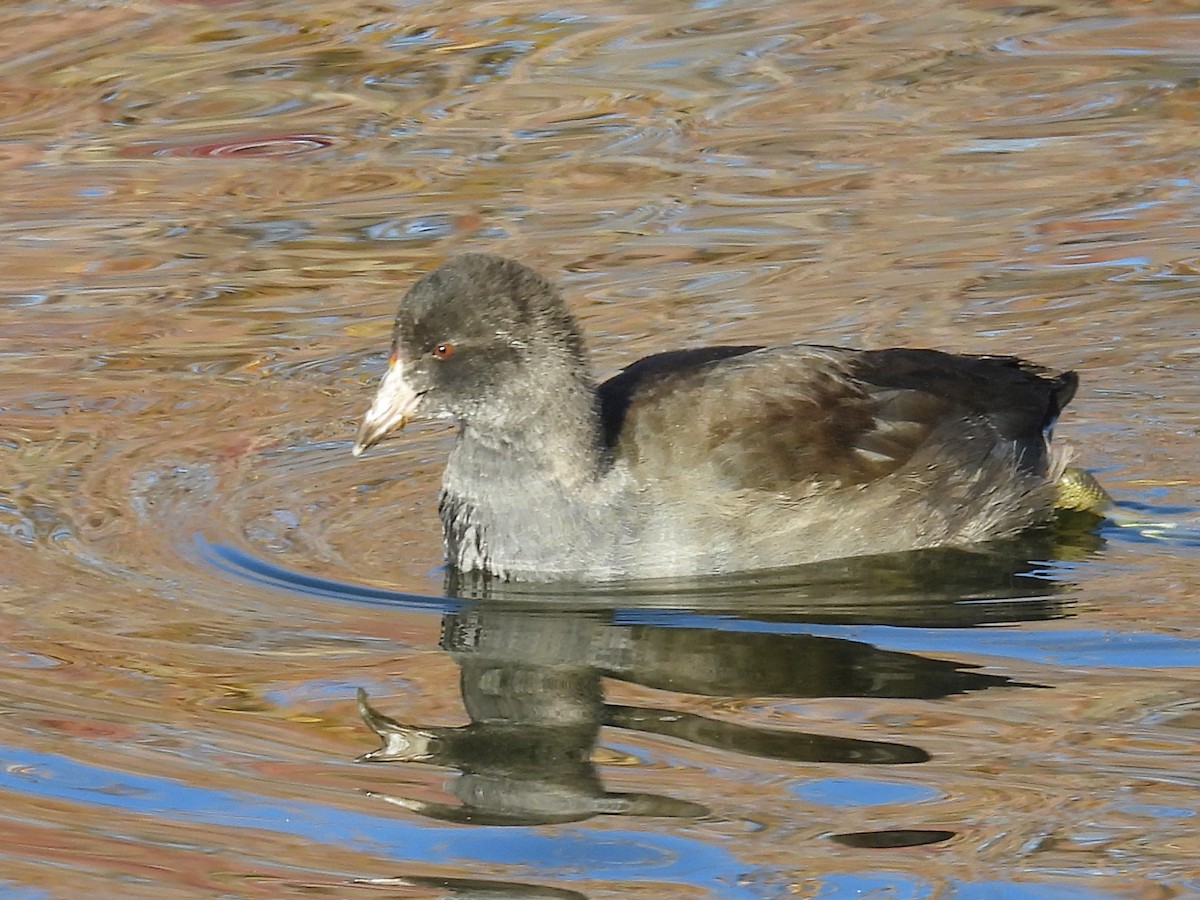 アメリカオオバン - ML644002646