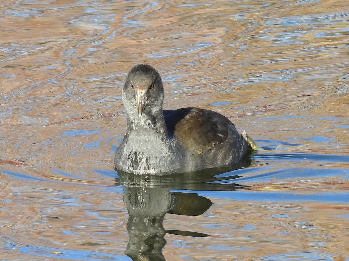 アメリカオオバン - ML644002647