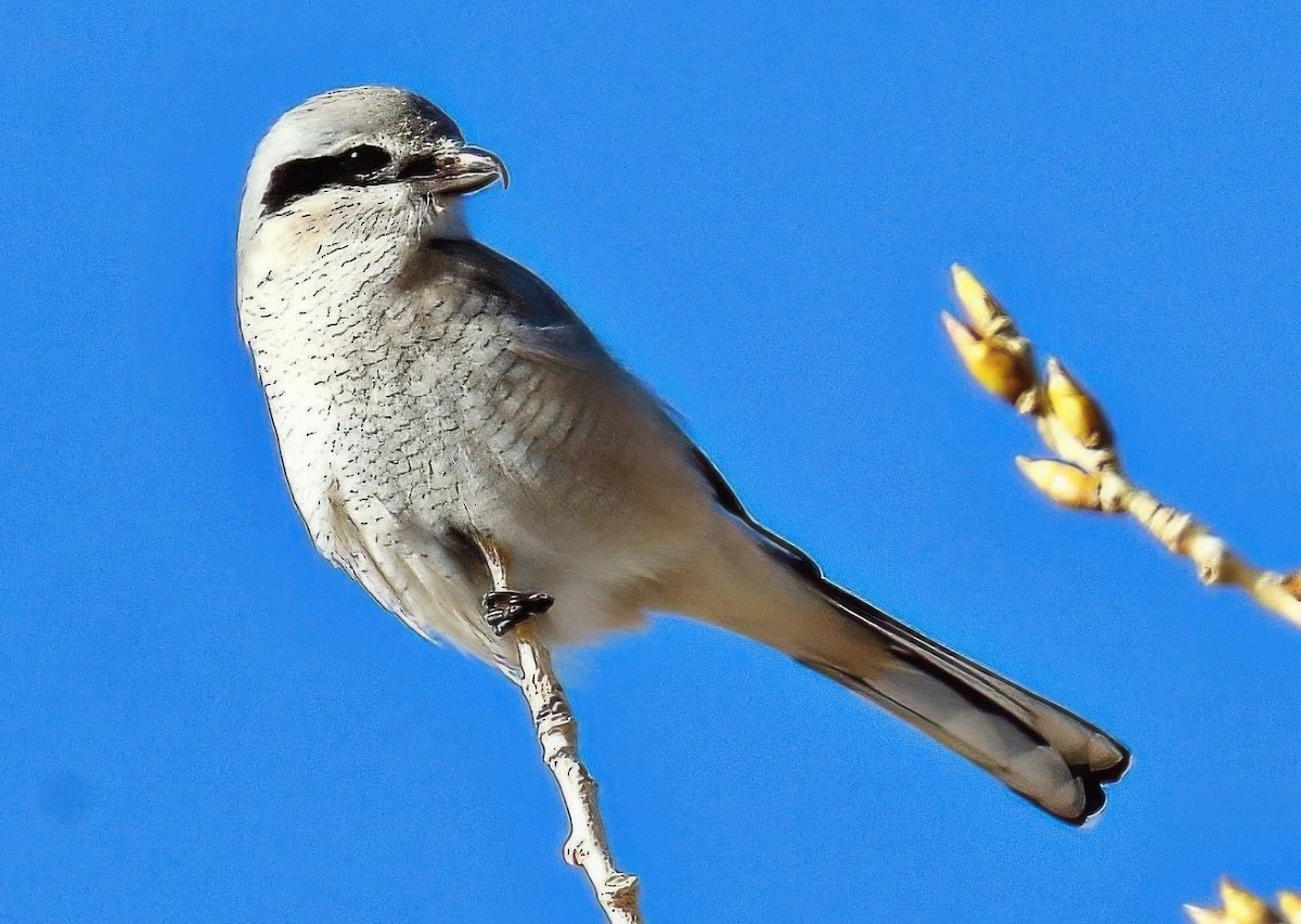 Northern Shrike - ML644002673