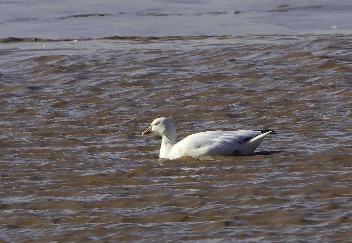 Ross's Goose - ML644002683