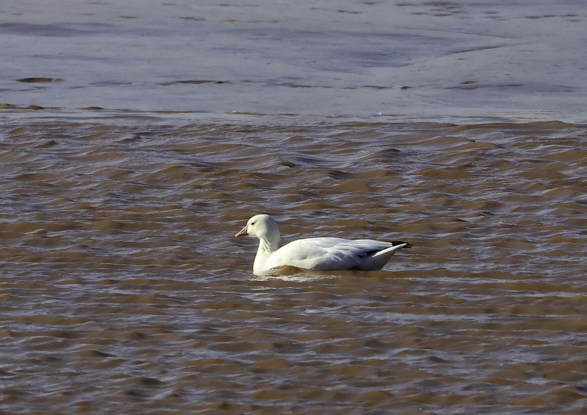 Ross's Goose - ML644002684