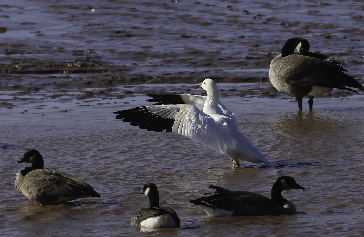 Ross's Goose - ML644002685