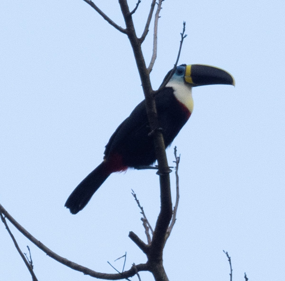 White-throated Toucan - ML644002690