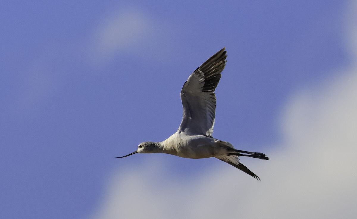 American Avocet - ML644002703