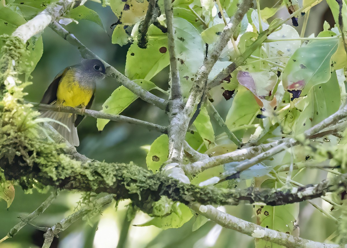 Gray-headed Canary-Flycatcher - ML644002705