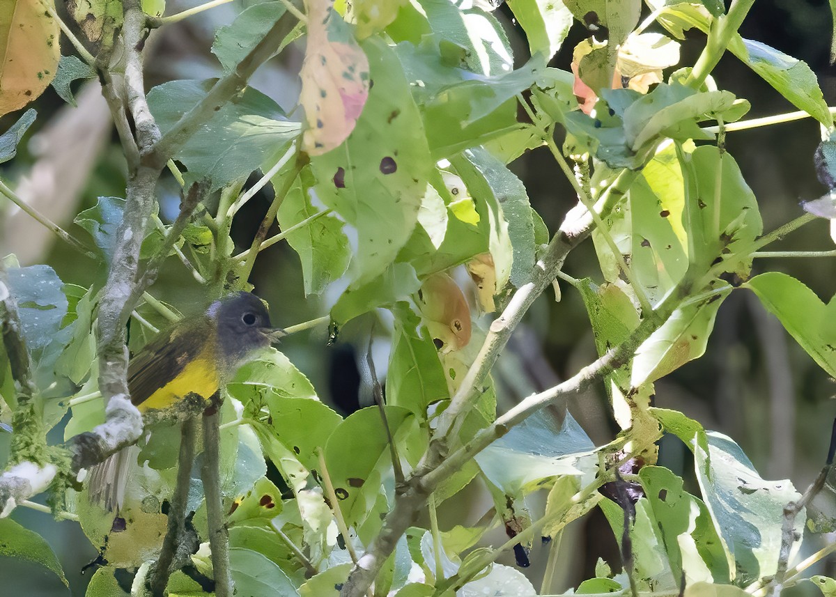 Gray-headed Canary-Flycatcher - ML644002706