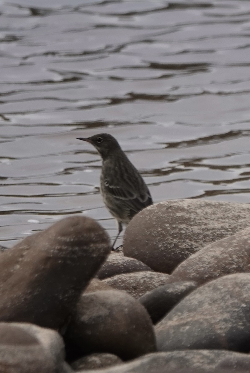 Rock Pipit - ML644002717