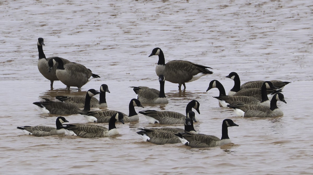 Cackling Goose - ML644002731