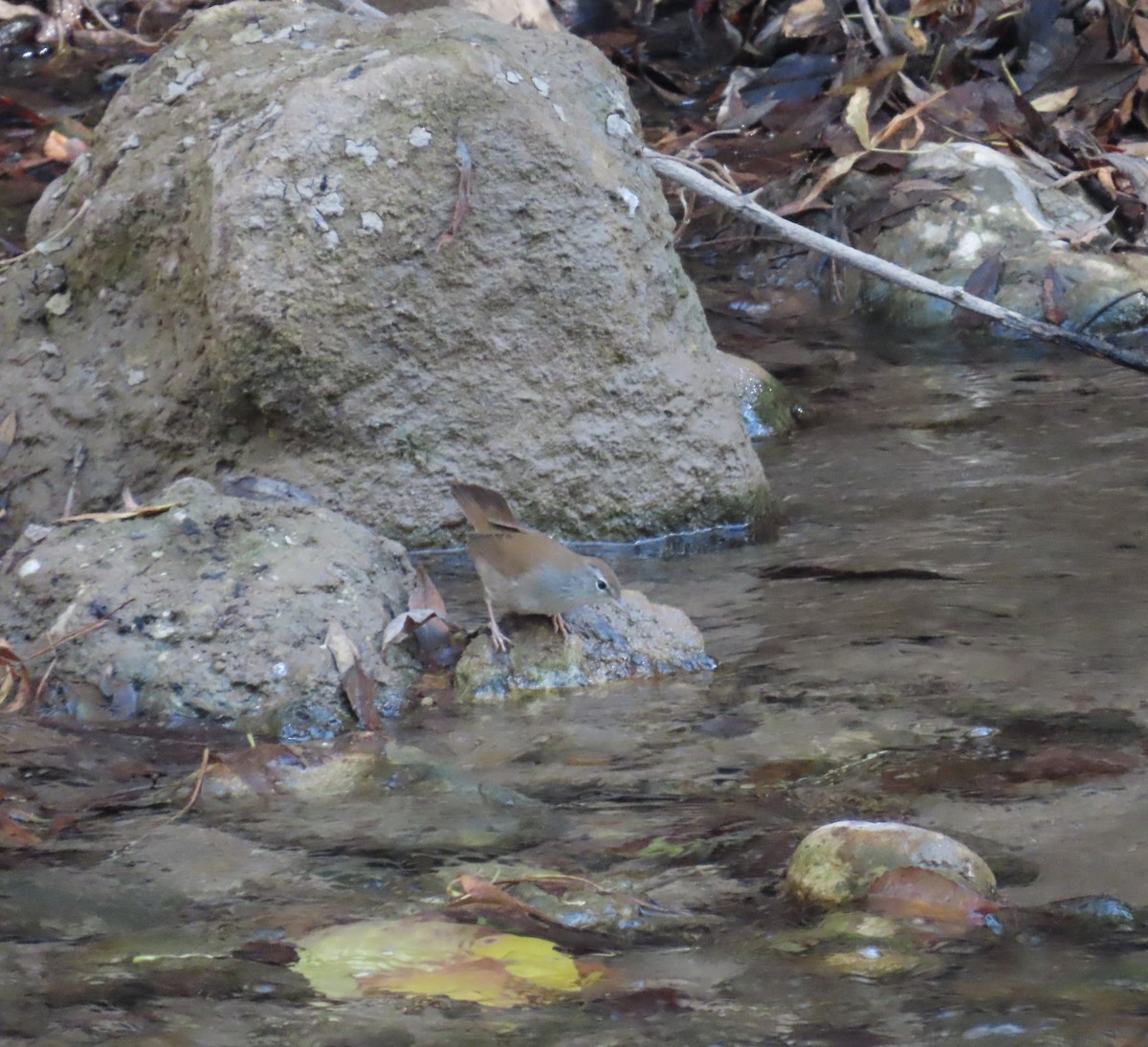 Errekatxindorra - ML644002738