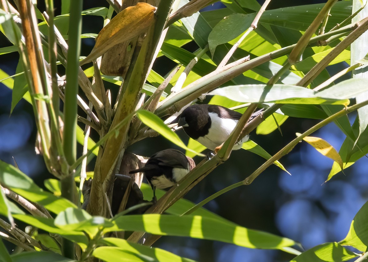 Capuchino de Java - ML644002739