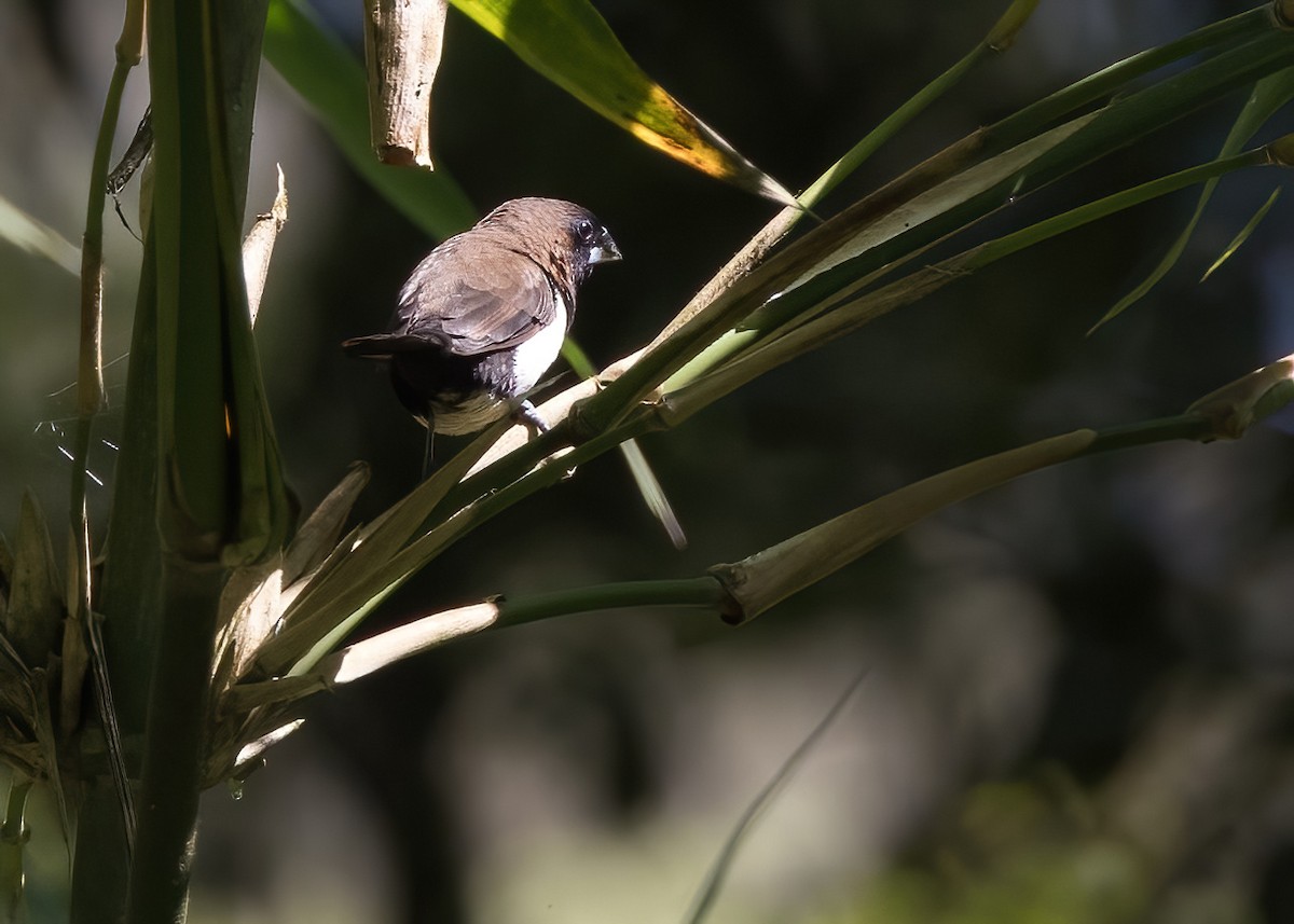 Capuchino de Java - ML644002740