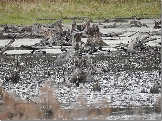 Great Blue Heron - ML644002741