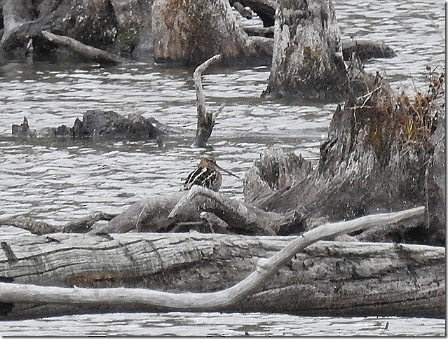 Wilson's Snipe - ML644002762