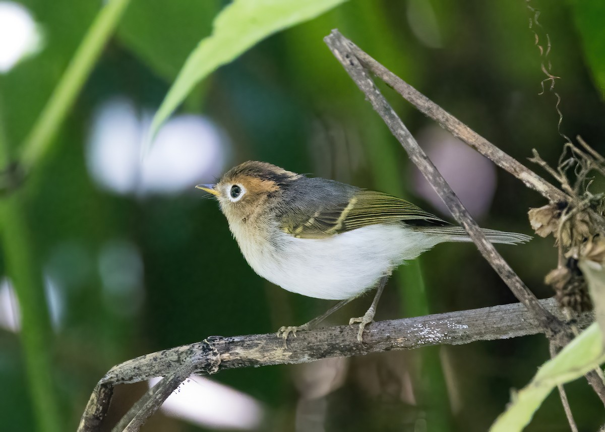 Sunda Warbler - ML644002766