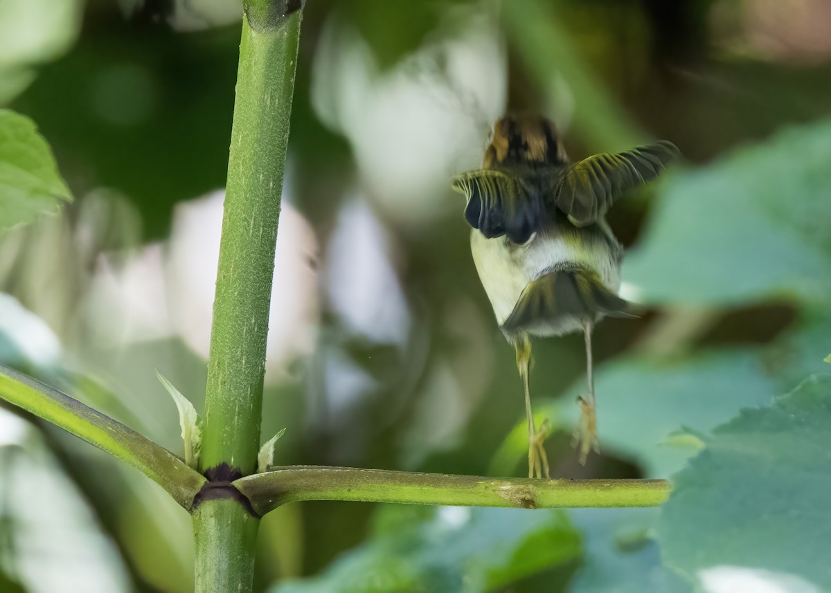 Sunda Warbler - ML644002767