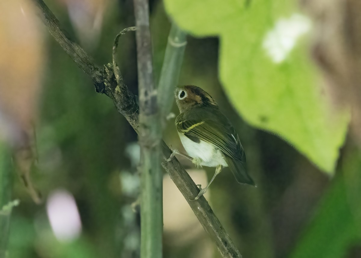 Sunda Warbler - ML644002768