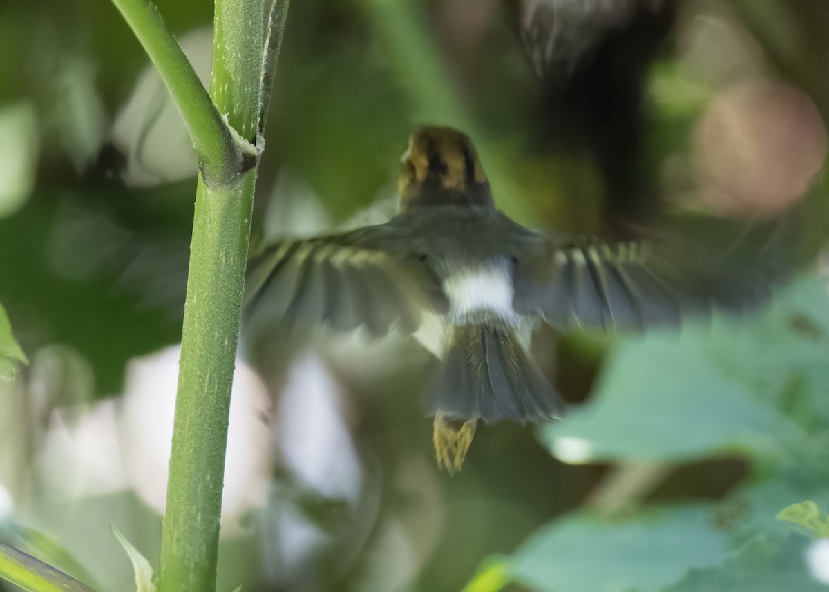 Sunda Warbler - ML644002769