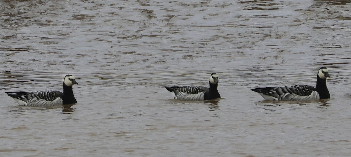 Barnacle Goose - ML644002772