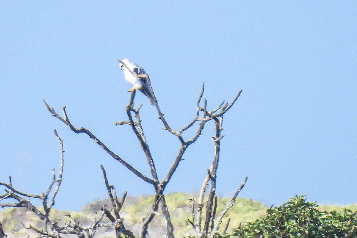 White-tailed Kite - ML644002779