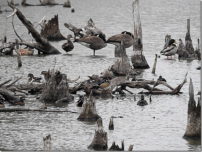 Mallard - ML644002784