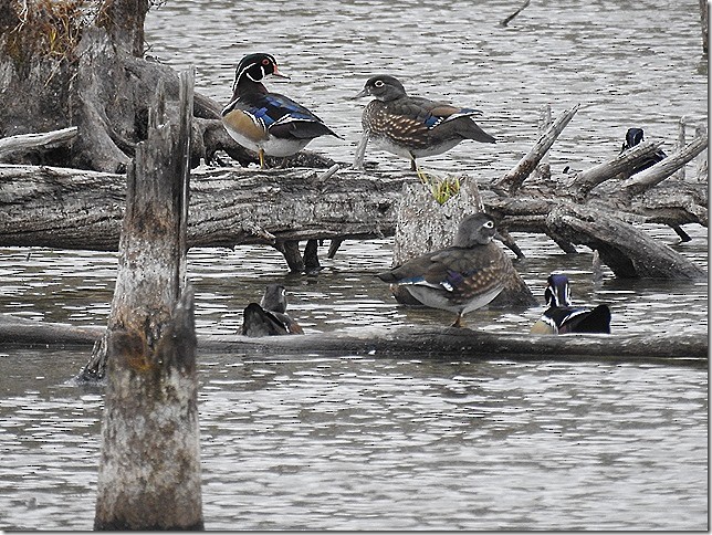 Wood Duck - ML644002807
