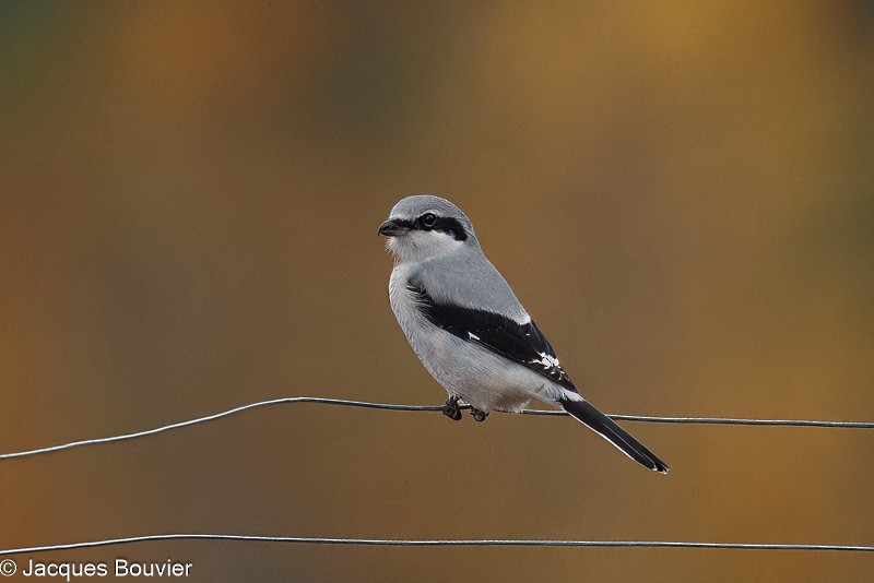 Northern Shrike - ML644002816