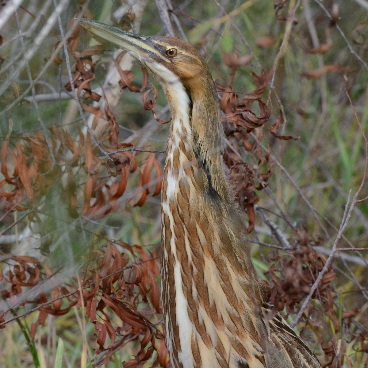 amerikarørdrum - ML644002827