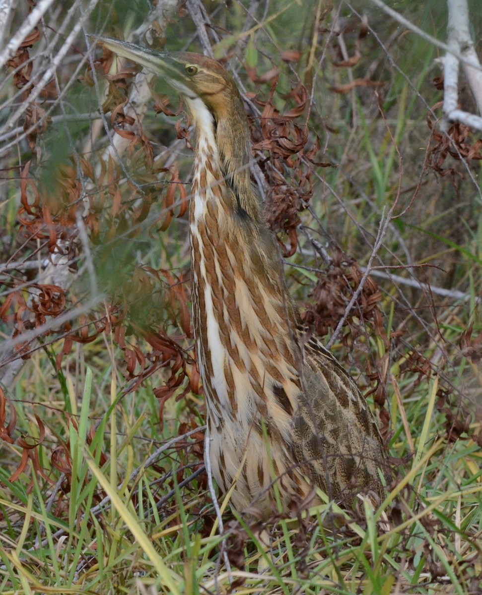 amerikarørdrum - ML644002832