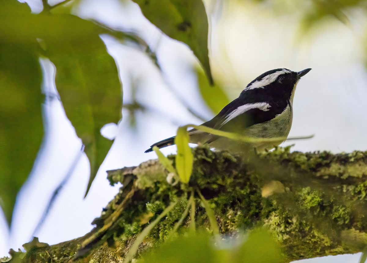 Little Pied Flycatcher - ML644002878