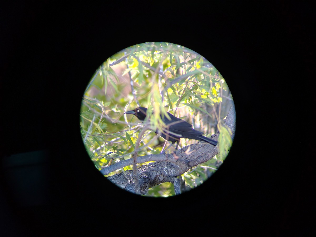 vlhovec velkoocasý - ML644002882