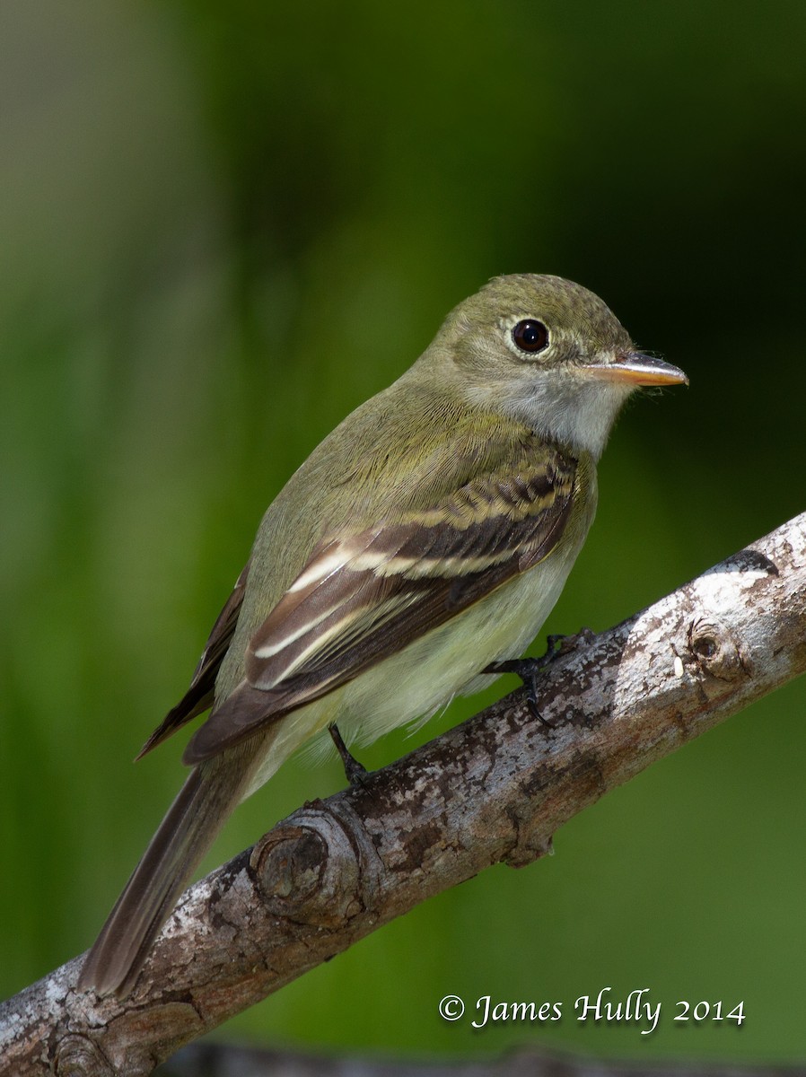 Acadian Flycatcher - ML644002884